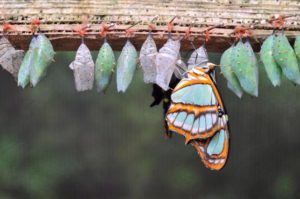 butterfly-and-cocoons